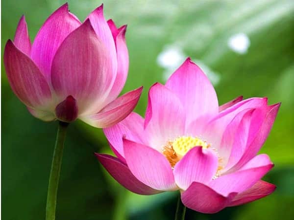 Nằm mơ thấy hoa sen đánh con gì may mắn dễ ăn nhất